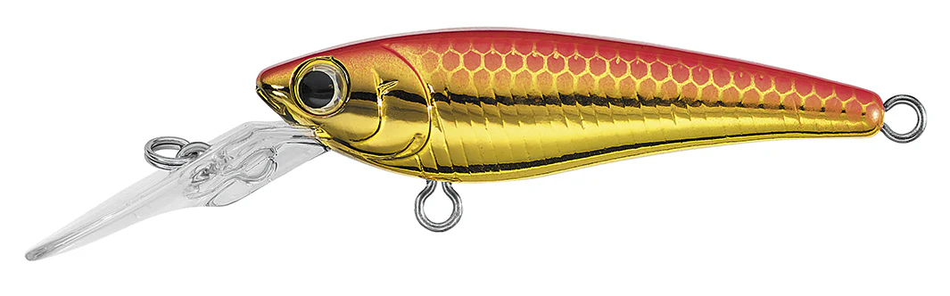 SC SHAD - Image 3