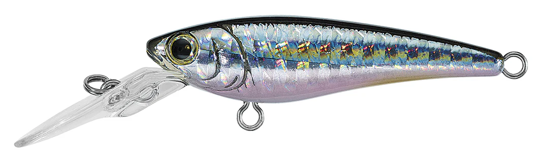 SC SHAD - Image 4