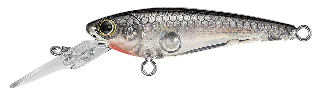 SC SHAD - Image 5