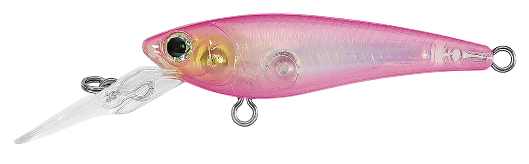 SC SHAD - Image 6