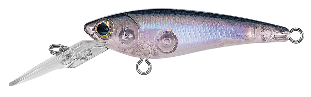 SC SHAD - Image 7